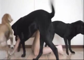Animal Sex Me