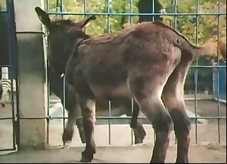 Close-up action, glorious bestiality