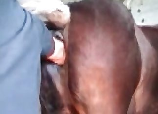 Nasty rectal exploration in the farm bestiality