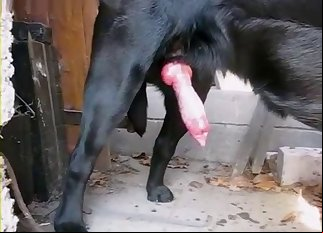 A black dog with a huge pink penis looks gorgeous